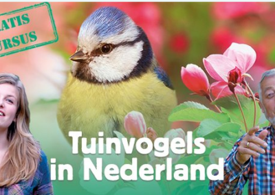 Vogelcursussen – Vogels in Nederland